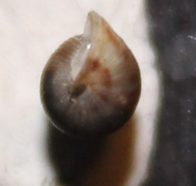 Cochlostoma da identificare